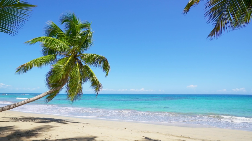 Summer landscape on the beach. Palm tree and blue sea and clear sand beach in sunny day. Tropical vacation. Natural beach background. Royalty-Free Stock Footage #1054931924