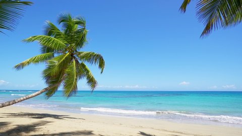 Summer landscape on the beach. Palm tree and blue sea and clear sand beach in sunny day. Tropical vacation. Natural beach background.