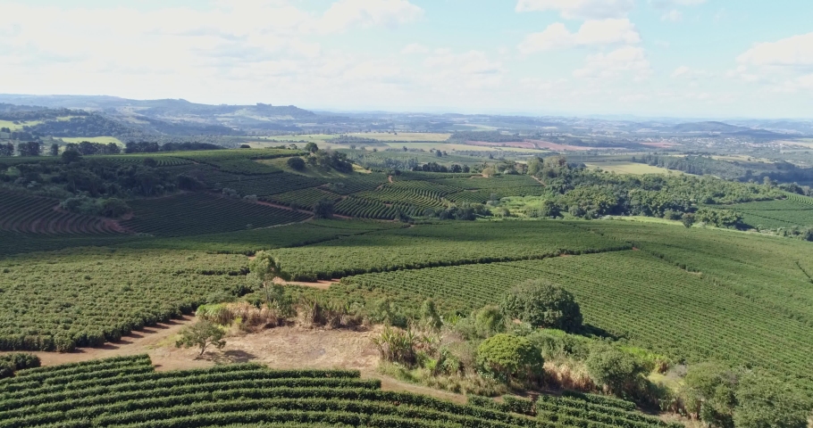 Aerial view of a large brazilian farm with coffee plantation. Coffee plantation in Brazil. 4K.
