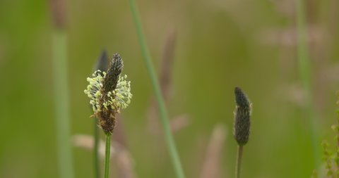 Sedge reed tall wild wetland grass seed head pollinator