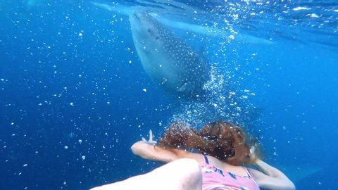 Underwater view of a tourist woman swimming closed to a big Whale Shark. Famous tourist attraction Whale Shark Watching in Oslob Cebu Philippines