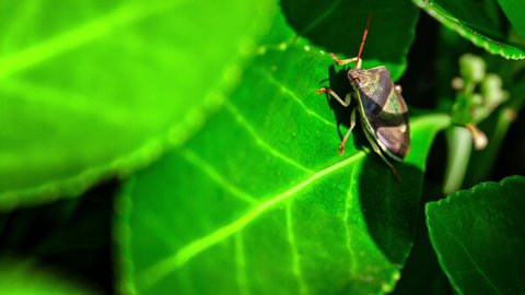 Bedbug (Halyomorpha halys) on the green leaf in spring
