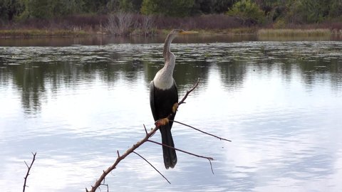 Anhinga female perches near lake

