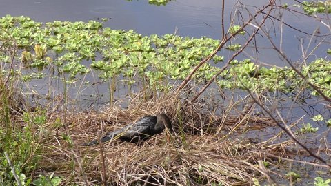 Anhinga bird with a large fish in Florida swamp
