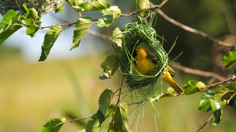 Male Southern Masked Weaver building a nest out of blades of grass. Close up, macro footage.