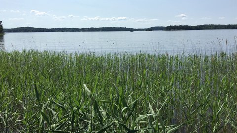 Nice view over some reed at the lake Malaren in Sweden.