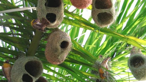 Bird's make nest,Streaked Weaver flying into the Nest (Ploceus manyar), selective focus,streaked Weaver bird group on coconut tree,A group of weaver bird nest hanging on tree under
