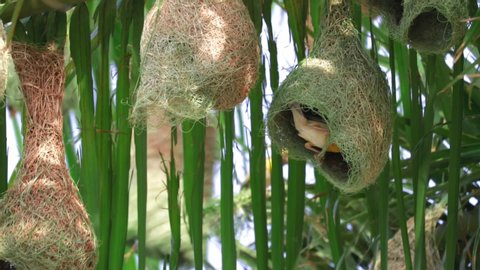 Small streaked Weaver bird and the nest ,A close-up shot of a streaked weaver building his nest by weaving lush green grass together, selective focus
