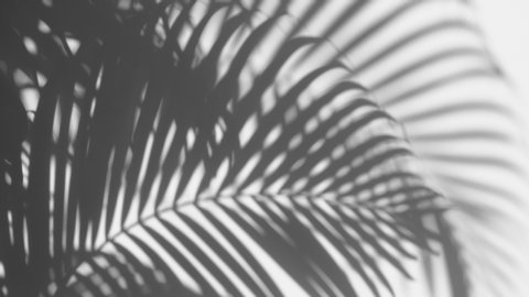 closeup of shadow palm leaves in the wind blowing on a white wall background