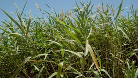 This serene video shows tall, green wetland Phragmites Australis reeds blowing gently in the outdoor winds.