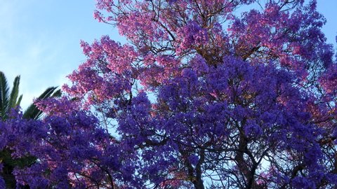 Cinematic shot of Jacaranda tree in full bloom in Southern California