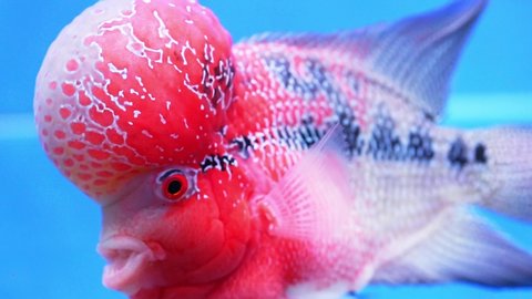 Flowerhorn Cichlid Colorful fish swimming in aquarium. This is an ornamental fish that symbolizes the luck of feng shui in the house