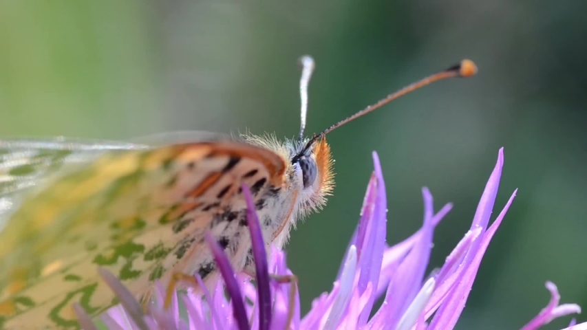 Buttefly is eating nectar in Gran Paradiso National Park (Italy)