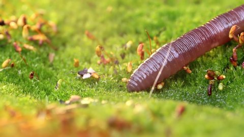 An earthworm is a terrestrial invertebrate that belongs to the class Clitellata, order Oligochaeta, phylum Annelida. They exhibit a tube-within-a-tube body plan.