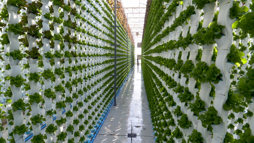 Zoom in moving shot of young lettuce seedlings growing upright in rows in columns at a hydroponic farm.  Hydroponics is a method of growing plants using mineral and nutrient solutions in water  Royalty-Free Stock Footage #1054958303
