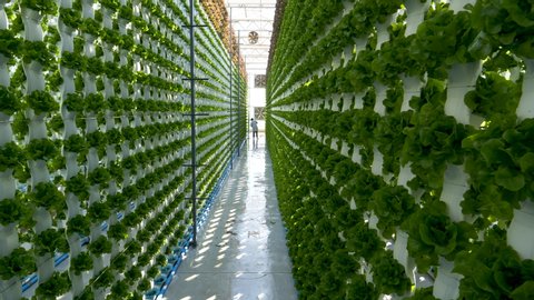 Zoom in moving shot of young lettuce seedlings growing upright in rows in columns at a hydroponic farm.  Hydroponics is a method of growing plants using mineral and nutrient solutions in water 