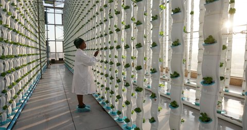 Panning view of a black african female farmer in white coat holding a tablet collecting research data for analysis and programming of irrigation in a hydroponic farm. 