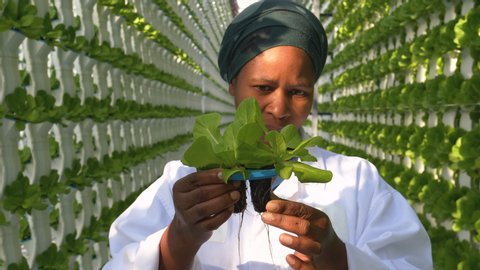 Close-up view of a black african female farmer in white coat inspecting the root system on young lettuce plants in a hydroponic farm. 