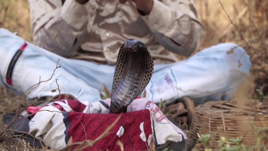 A cobra snake dances to the music of a snake charmer. Hindu plays the pipe before the cobra.