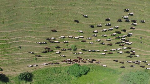 Many cows on green summer meadow, aerial drone view. Herd of cow grazing in fields. Aerial view of dairy cows herd on meadows. Drone top view of cows herd grazing on pasture field.