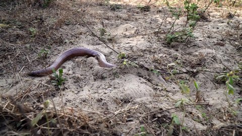 A snake python or a boa constrictor burrows into the soil. A snake will fly on the ground.