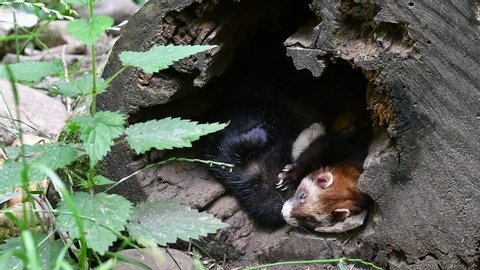 Two European polecats (Mustela putorius) sleeping in entrance of hollow tree trunk in forest. One yawning