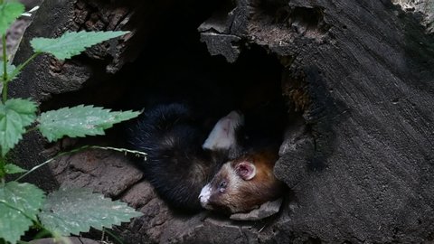 Two European polecats (Mustela putorius) sleeping in entrance of hollow tree trunk in forest. One stretching limbs