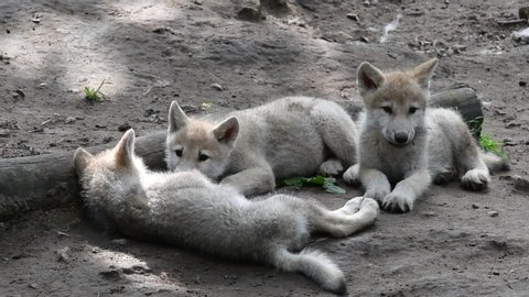 Hudson Bay wolves (Canis lupus hudsonicus) three white wolf pups resting near den, native to Canada