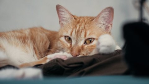 Portrait of a gorgeous curious female red cat at home. Sleepy cat looking to the camera