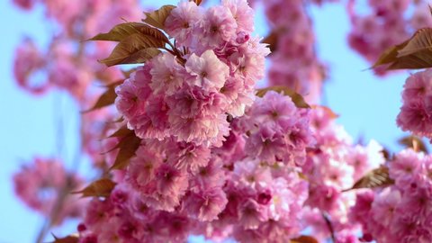 Close view of pink sakura flowers on tree branching in wind