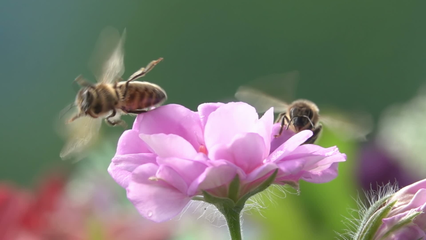 Bees visiting pink Flower, Taking Nectar Royalty-Free Stock Footage #1054982762