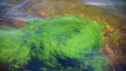 Green algae that cause movement in the sea on the Swedish Baltic Sea on a sunny day in Sweden