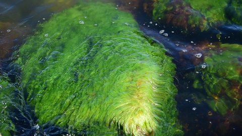 Green algae that cause movement in the sea on the Swedish Baltic Sea on a sunny day in Sweden