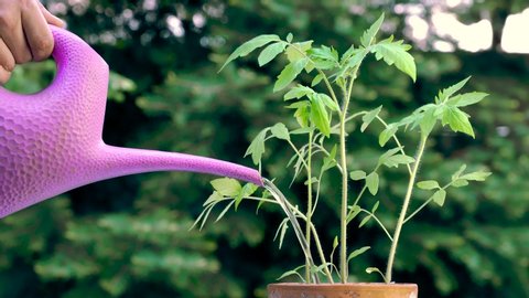 Watering a Tomato (Solanum Lycopersicum) plant with a pink or magenta watering can. The tomato planted in a ceramic pot.  