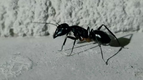 Big ant , ant stands a little and goes, a black ant, a huge black ant.