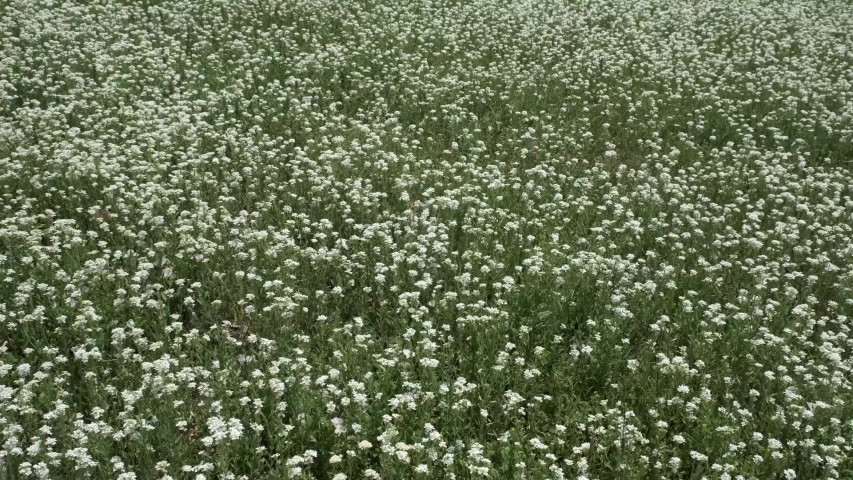 Steppe flowers Footage | Stock Clips