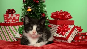HD video of a black and white tuxedo kitten laying by a tiny Christmas Tree surrounded by small presents, looking around. Red velvet carpet and light green background, lights flashing on tree.
