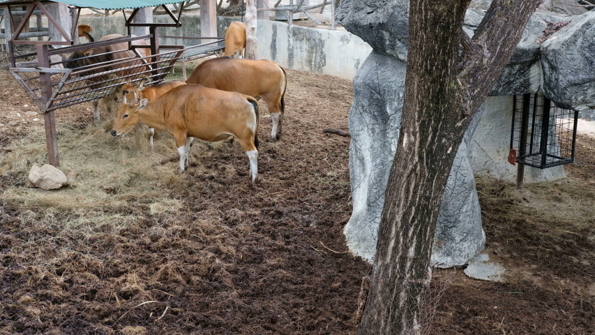 Banteng red bull grazing eating grass in the park