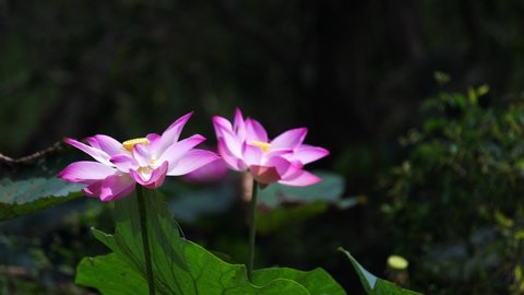 Lotus blooming in summer dress like loneliness rises to cope with nature and exists