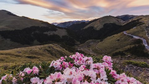 Spring twilight scenery of Hehuan Mountain North Peak,Red Azalea flowers blossoms (Yushan Rhododendron) by the Trails of Taroko National Park in Hualien, Taiwan, Asia. (time-lapse)