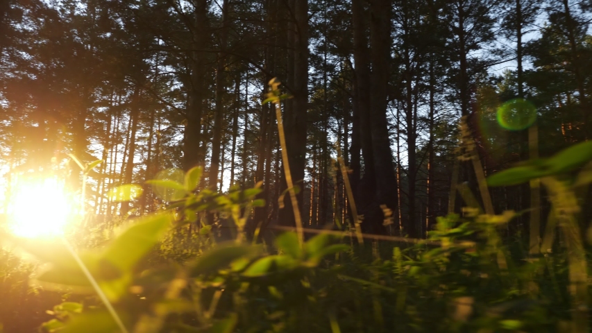 Camera movement to the sun among the grass in a pine forest at sunset, low angle shot