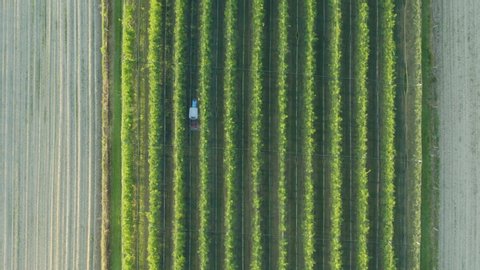 Aerial drone tracking shot of farmer driving tractor. Symmetrical top down  view of apple orchard on sunset. Apple tree plantation with nets above it.  