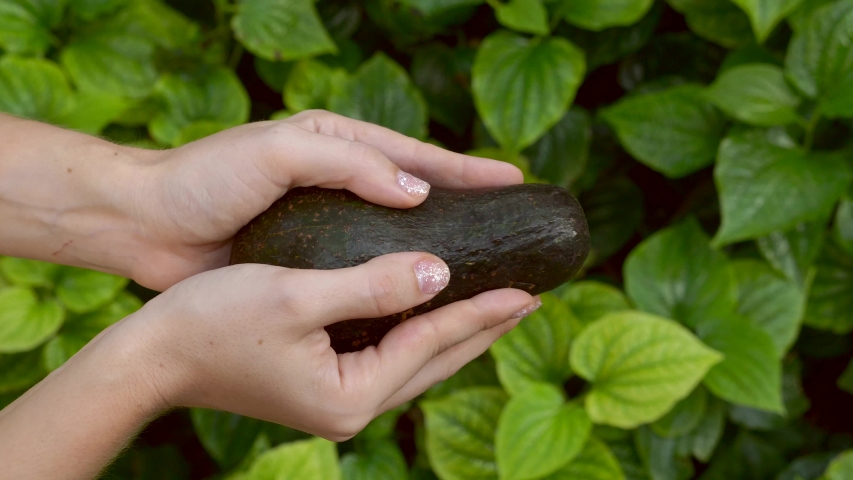 Woman Hands Hold and Open Two Cut Halves of Fresh Green Avocado on the Bright Green Grass on Background in Nature. Healthy Vegan Food Concept