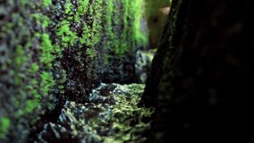 video of a jungle to a cliff on a high mountain with a rock river and green trees