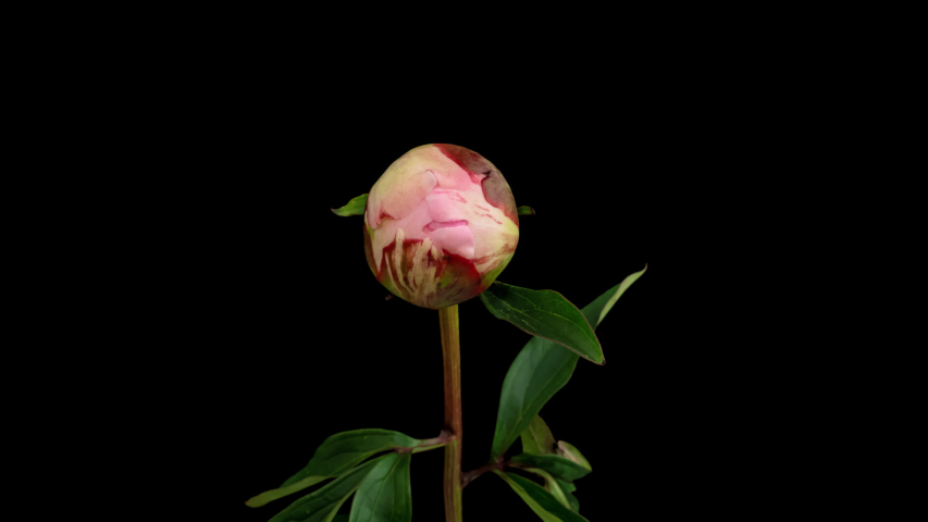 Macro time lapse opening and wilting peony flower, isolated on pure black background Royalty-Free Stock Footage #1055025809