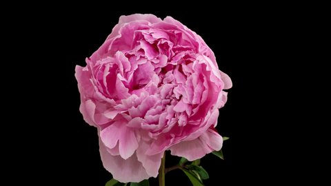 Macro time lapse opening and wilting peony flower, isolated on pure black background