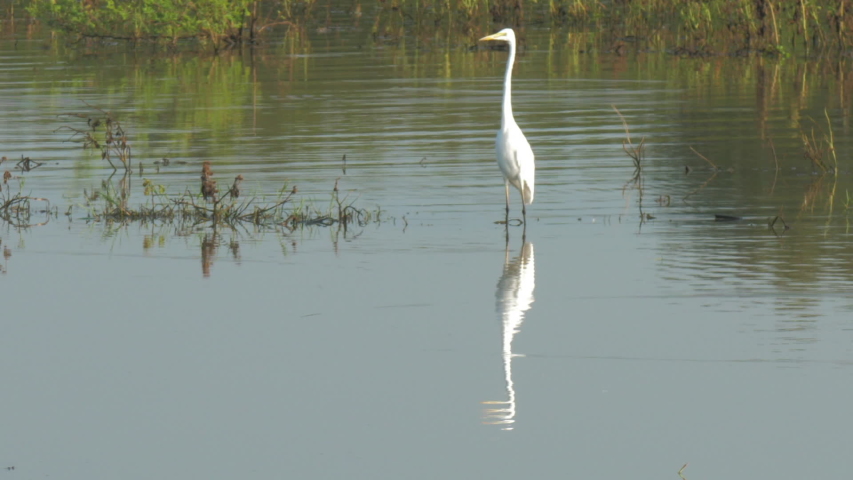 white great egret stands in shallow lake at green trees silhouettes reflected in water slow motion. Concept national park