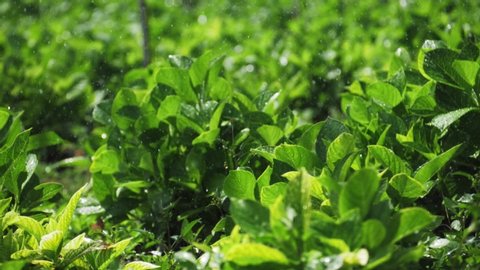 Fresh green herbs in garden. Herb spice growing outdoor, healthcare, nature, plants. Agriculture industry. Fresh shiny leaves of mint grow on green hills plantations in Asia.