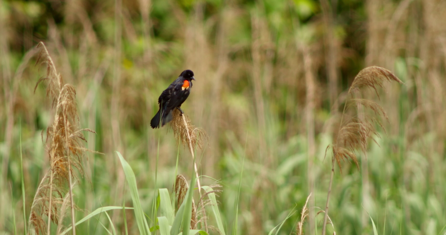 A Red Winged Black Bird sits atop swamp grass before taking flight. Protected wetland in Staten Islands Greenbelt.
