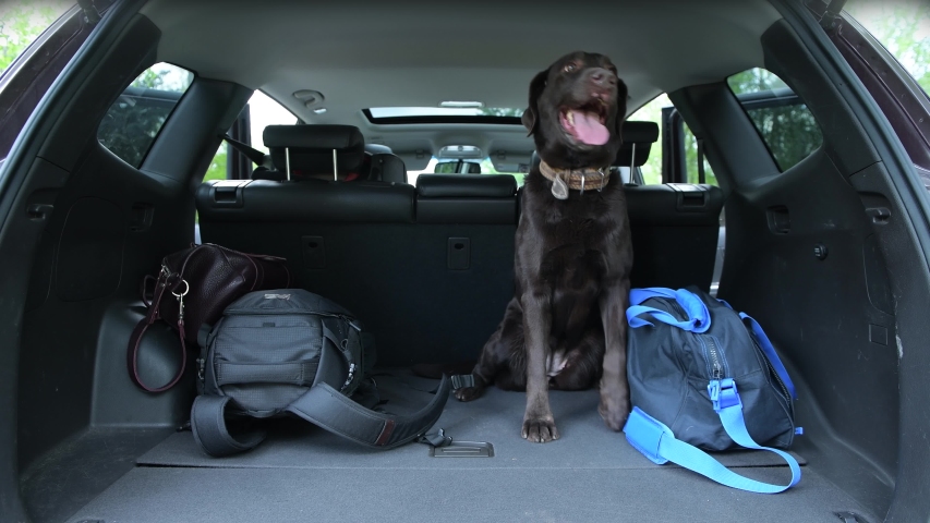 The girl opens the trunk of car, puts bags there and dog jump in. Then picks up the bags and lets the dog out | Shutterstock HD Video #1055036903